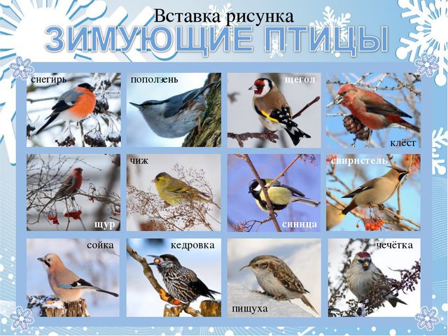 Как помочь птицам зимой? Презентация для дошкольников