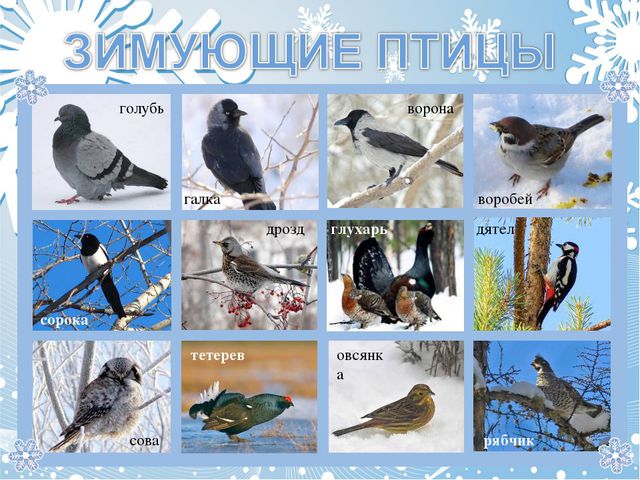 Как помочь птицам зимой? Презентация для дошкольников