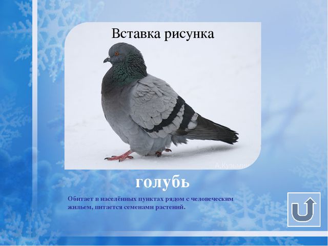 Как помочь птицам зимой? Презентация для дошкольников