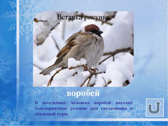 Как помочь птицам зимой? Презентация для дошкольников