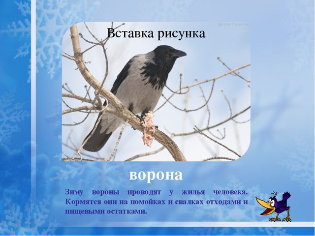 Как помочь птицам зимой? Презентация для дошкольников