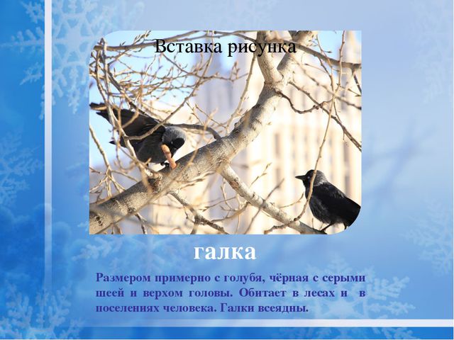 Как помочь птицам зимой? Презентация для дошкольников