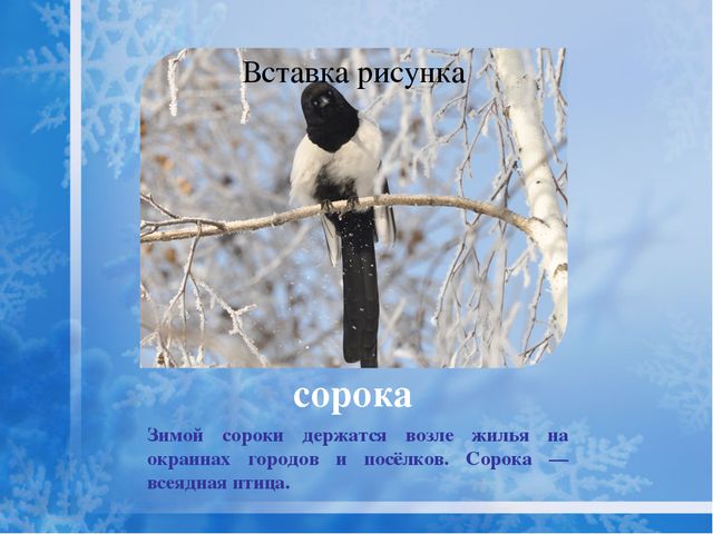 Как помочь птицам зимой? Презентация для дошкольников