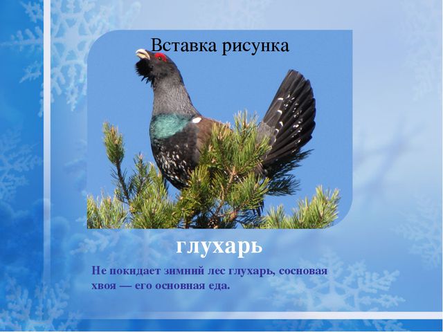 Как помочь птицам зимой? Презентация для дошкольников