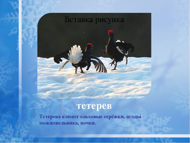 Как помочь птицам зимой? Презентация для дошкольников