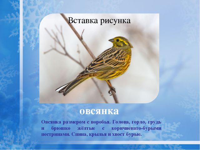 Как помочь птицам зимой? Презентация для дошкольников