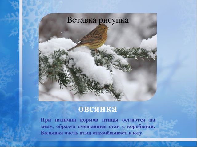 Как помочь птицам зимой? Презентация для дошкольников