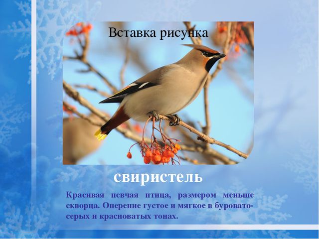 Как помочь птицам зимой? Презентация для дошкольников