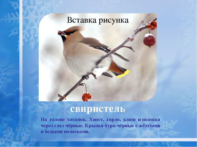 Как помочь птицам зимой? Презентация для дошкольников