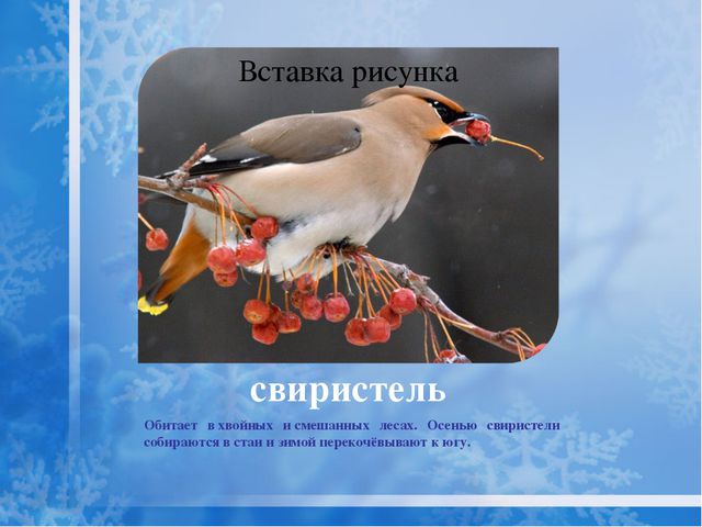 Как помочь птицам зимой? Презентация для дошкольников