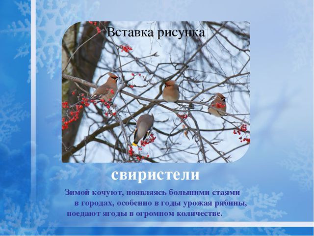 Как помочь птицам зимой? Презентация для дошкольников