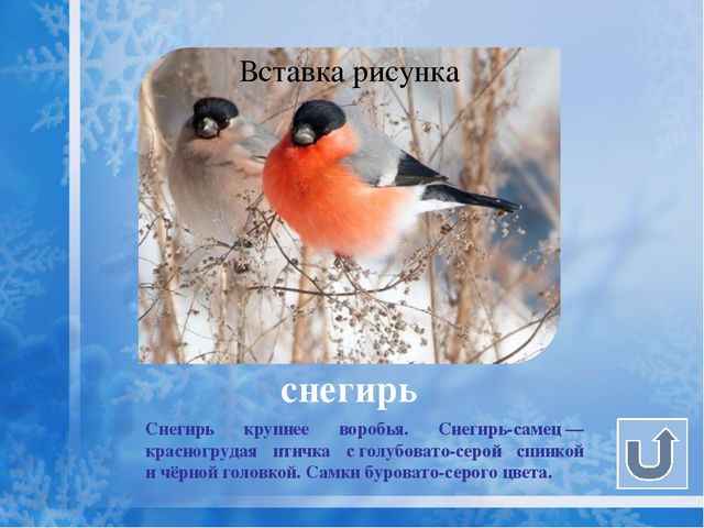 Как помочь птицам зимой? Презентация для дошкольников