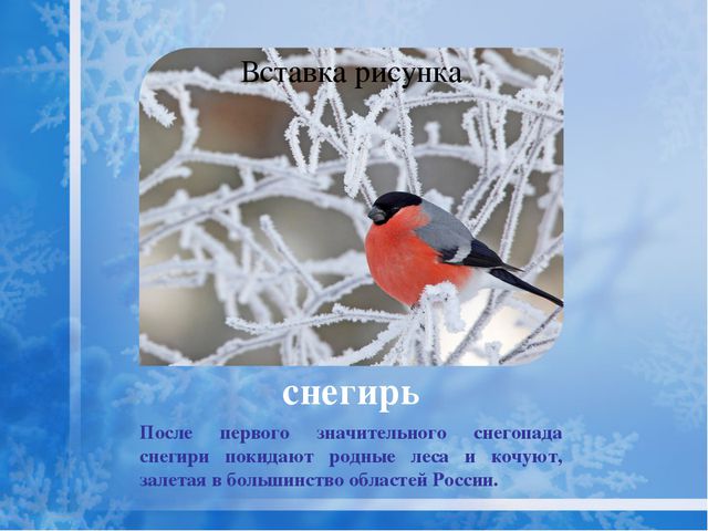 Как помочь птицам зимой? Презентация для дошкольников