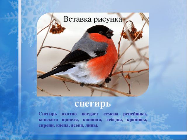 Как помочь птицам зимой? Презентация для дошкольников
