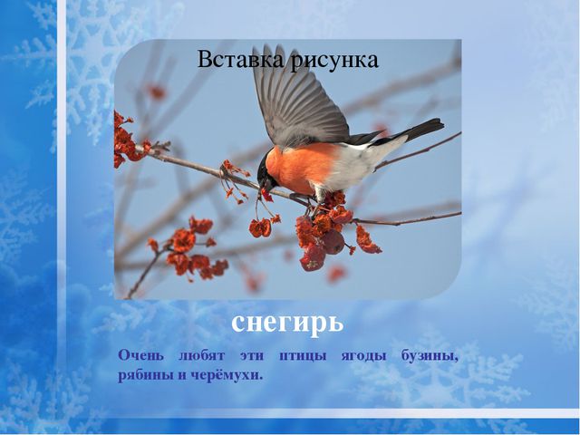 Как помочь птицам зимой? Презентация для дошкольников