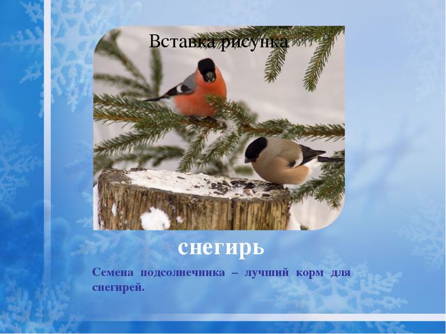 Как помочь птицам зимой? Презентация для дошкольников