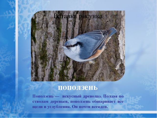 Как помочь птицам зимой? Презентация для дошкольников