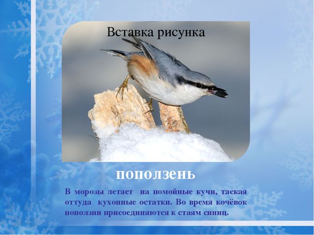Как помочь птицам зимой? Презентация для дошкольников