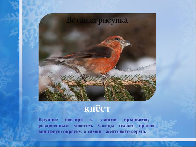 Как помочь птицам зимой? Презентация для дошкольников