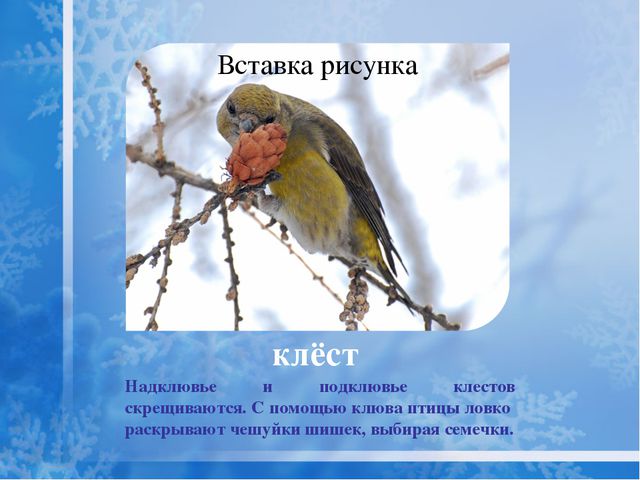 Как помочь птицам зимой? Презентация для дошкольников