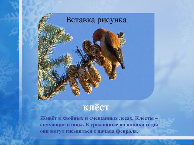 Как помочь птицам зимой? Презентация для дошкольников