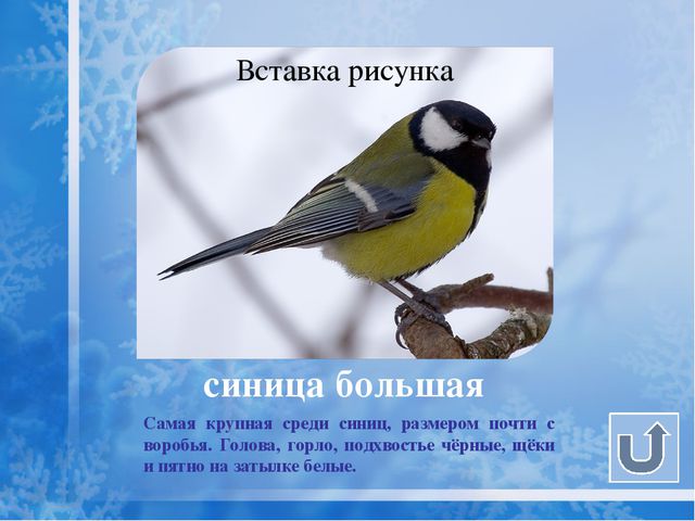 Как помочь птицам зимой? Презентация для дошкольников