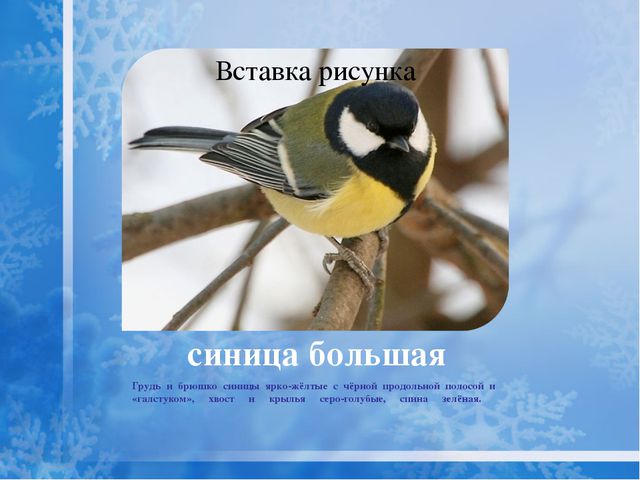 Как помочь птицам зимой? Презентация для дошкольников