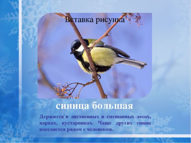Как помочь птицам зимой? Презентация для дошкольников