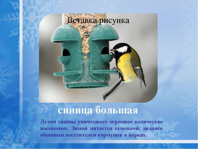 Как помочь птицам зимой? Презентация для дошкольников