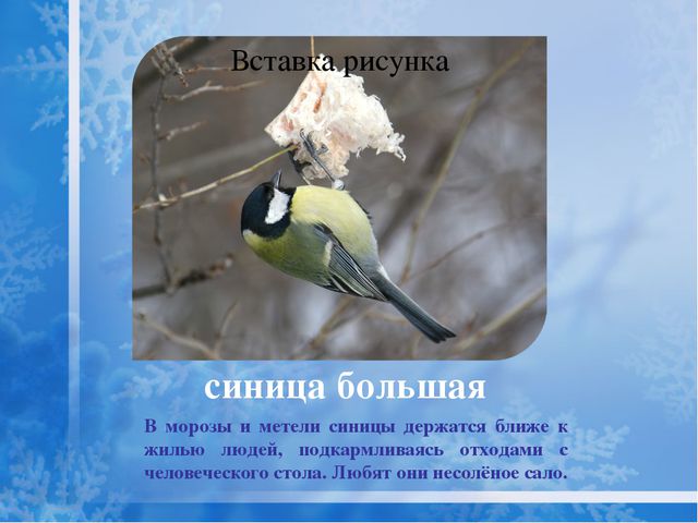 Как помочь птицам зимой? Презентация для дошкольников