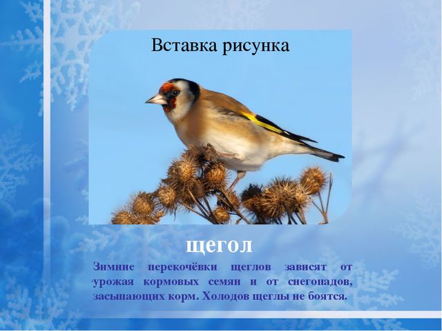 Как помочь птицам зимой? Презентация для дошкольников