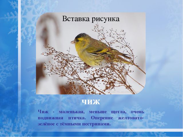 Как помочь птицам зимой? Презентация для дошкольников