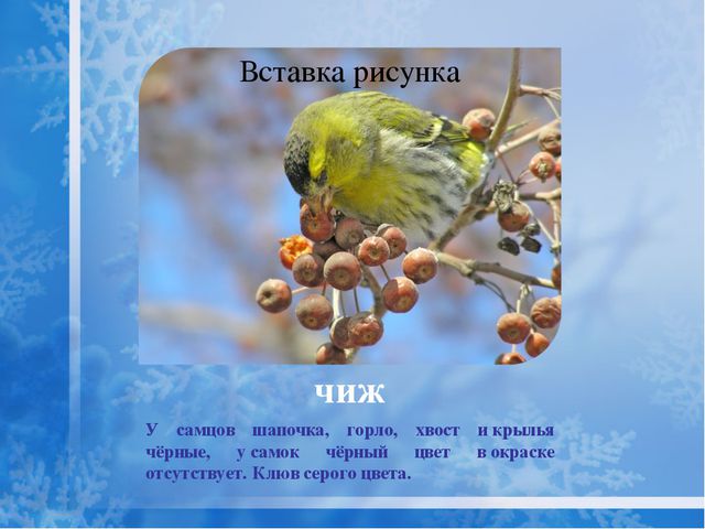 Как помочь птицам зимой? Презентация для дошкольников