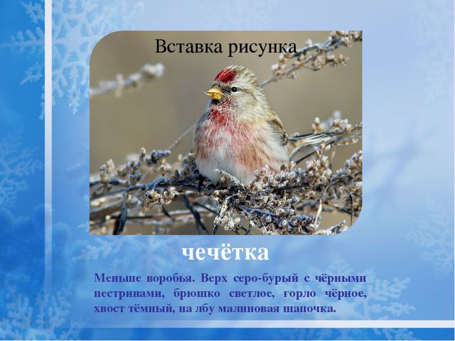 Как помочь птицам зимой? Презентация для дошкольников