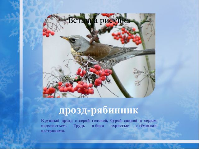 Как помочь птицам зимой? Презентация для дошкольников