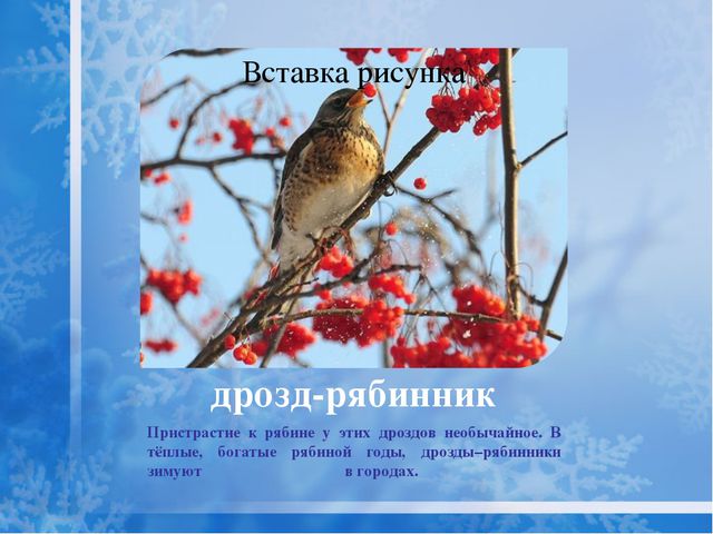 Как помочь птицам зимой? Презентация для дошкольников