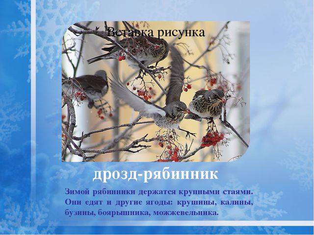 Как помочь птицам зимой? Презентация для дошкольников