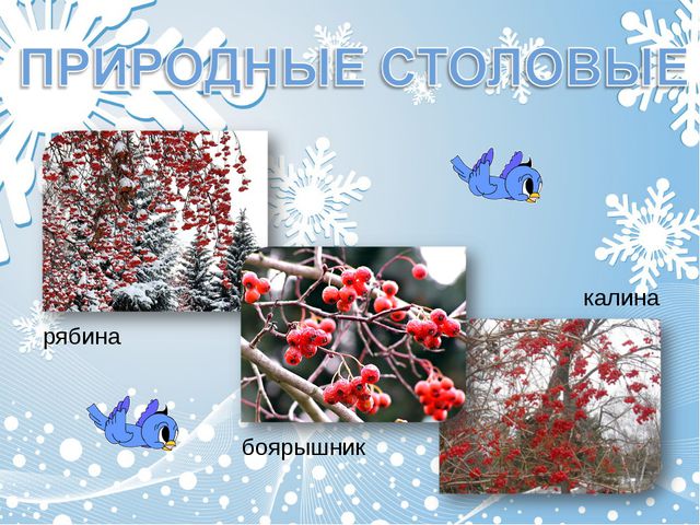 Как помочь птицам зимой? Презентация для дошкольников