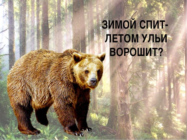 Ознакомлению с окружающим миром. Царство животных