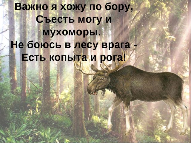 Ознакомлению с окружающим миром. Царство животных