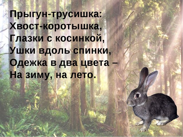 Ознакомлению с окружающим миром. Царство животных