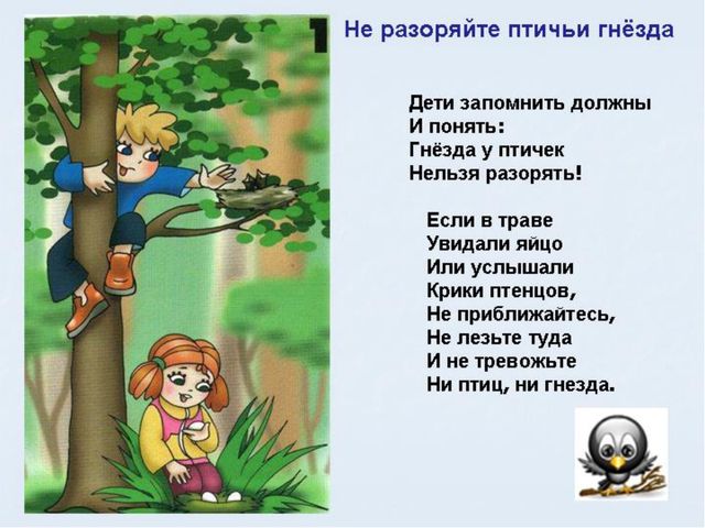 Животный мир леса. Презентация для дошкольников