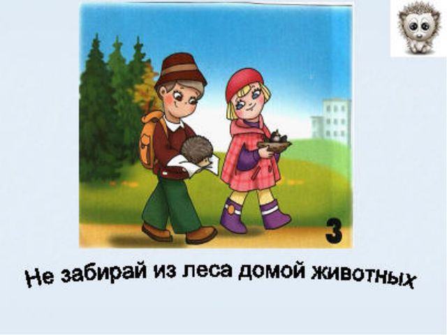 Животный мир леса. Презентация для дошкольников