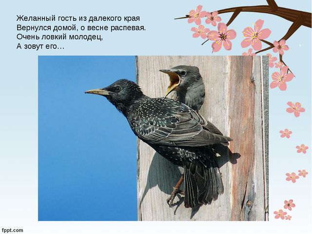 Загадки про весну. Презентация для старших дошкольников