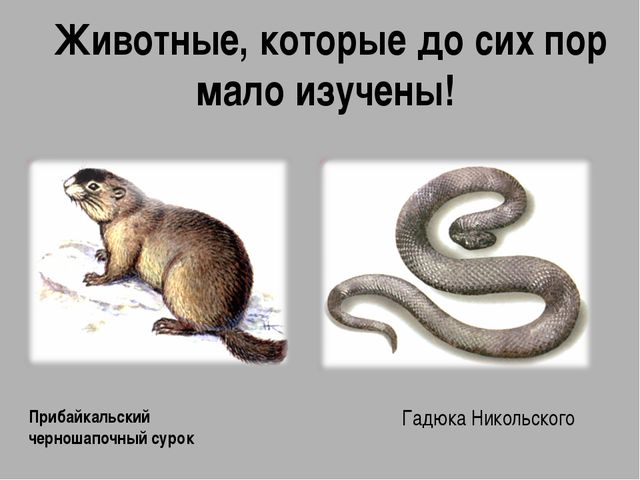 Красная книга. Презентация для детей