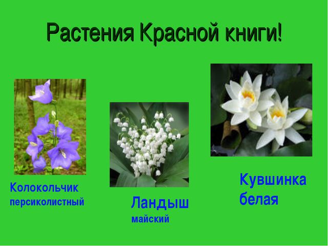 Красная книга. Презентация для детей