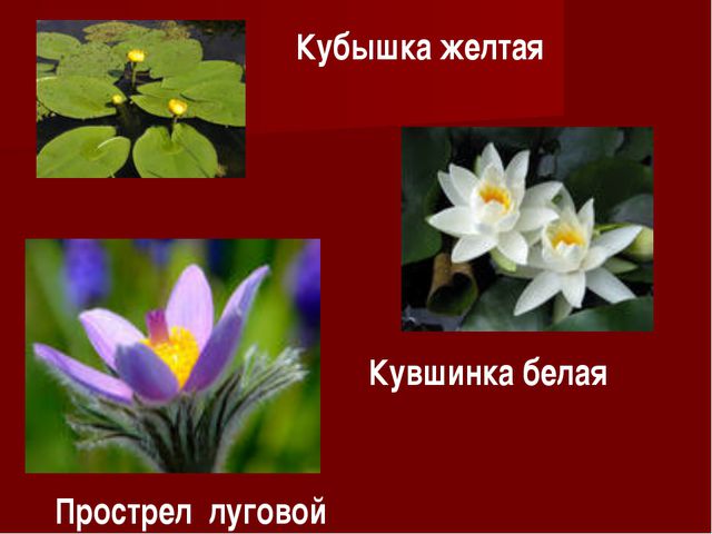 Красная книга. Презентация для детей