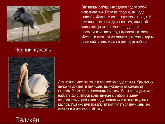 Красная книга. Презентация для детей