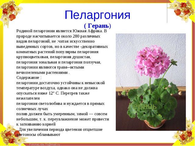 Паспорт комнатных растений