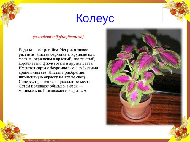 Паспорт комнатных растений